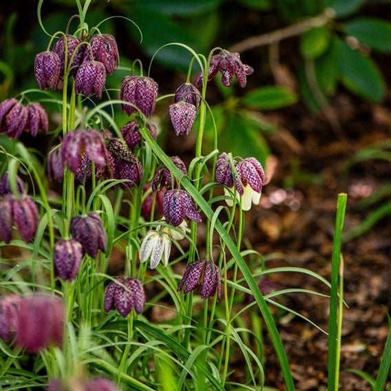 Fritillaria meleagris Mix