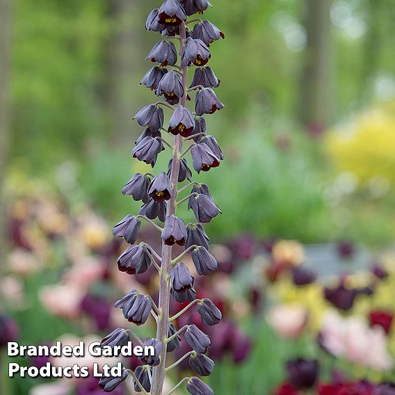 Fritillaria persica