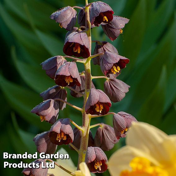 Fritillaria persica