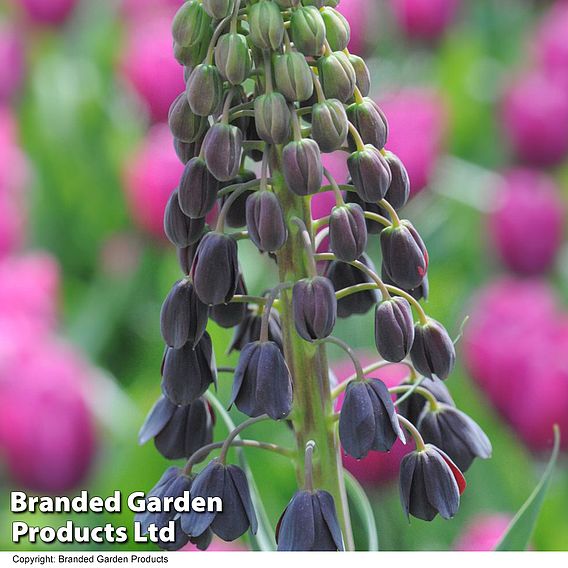 Fritillaria persica