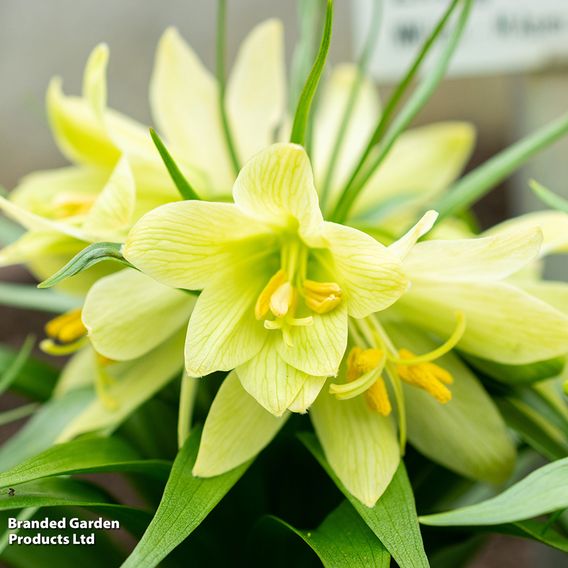 Fritillaria raddeana