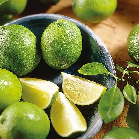 Lime (Citrus Fruit)