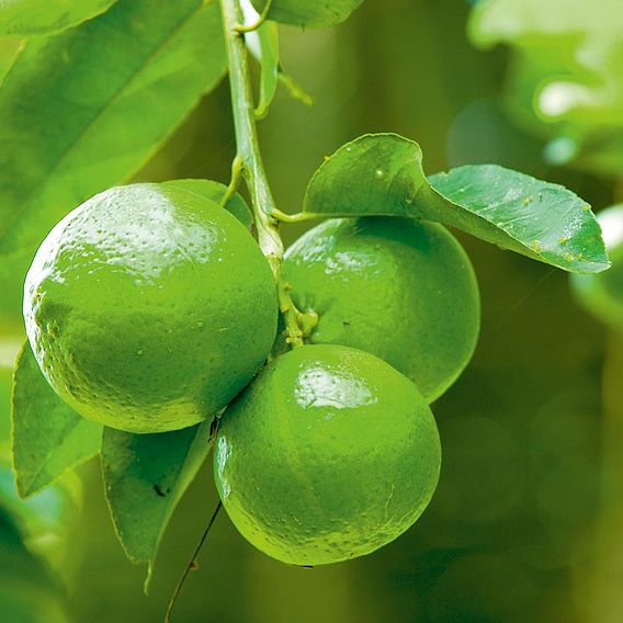 Lime (Citrus Fruit)