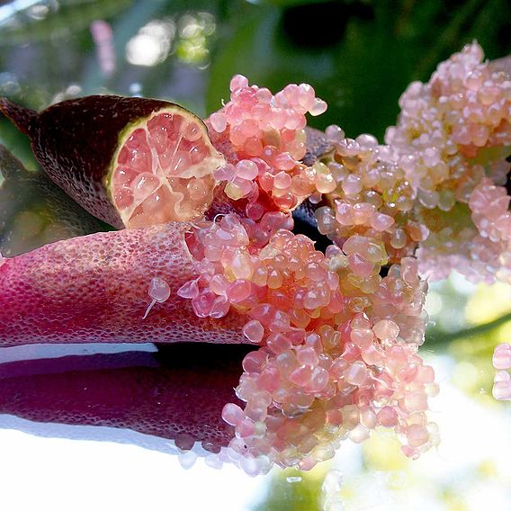 Lime 'Caviar Lime' (Citrus Fruit)