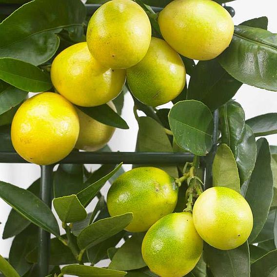 Limequat (Citrus Fruit)