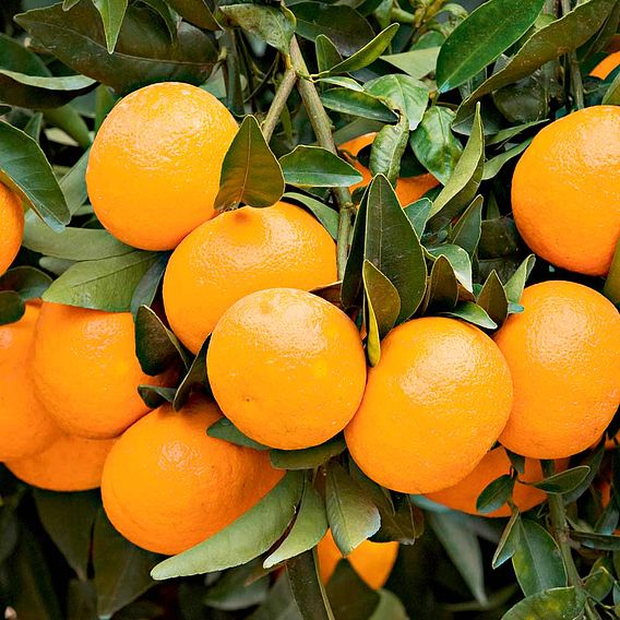 Citrus Plant - Mandarin