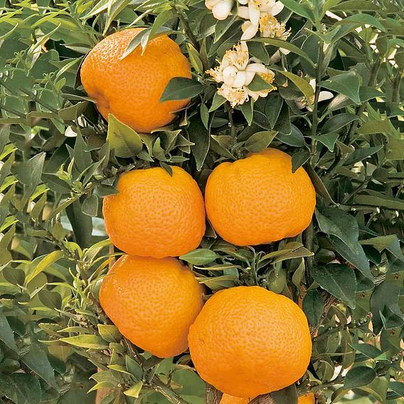 Citrus Plant - Mandarin