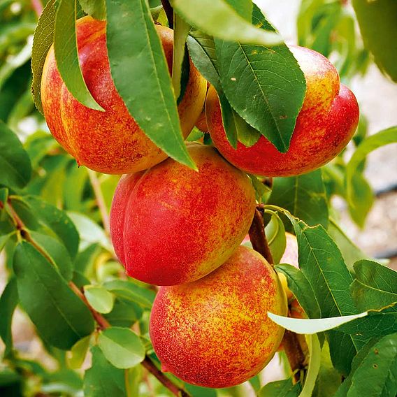 Nectarine 'Madame Blanchette'