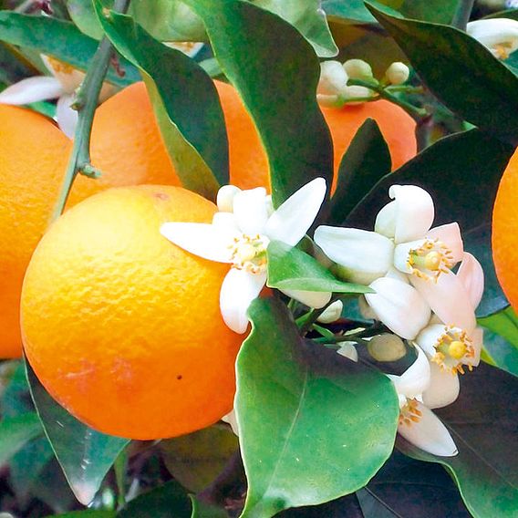 Citrus Plant - Orange