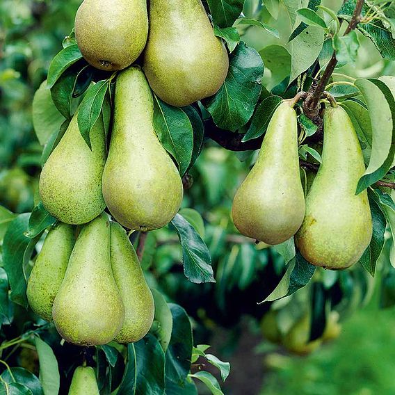 Pear 'Mini Conference'