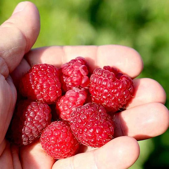 Raspberry 'Little Sweet Sister'