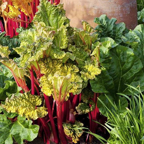 Rhubarb 'Victoria' (Spring/Autumn Planting)