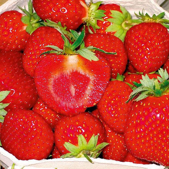 Strawberry - Malwina