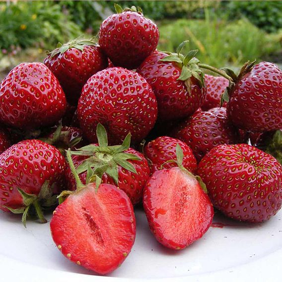 Strawberry 'Honeoye' (Early Season)