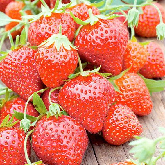 Strawberry 'Mara des Bois'