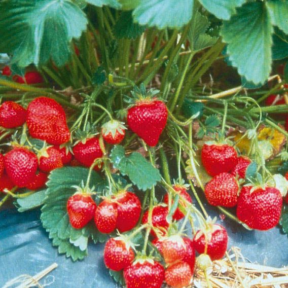 Strawberry 'Marshmello' (Mid Season)