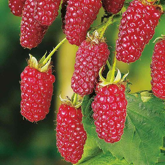 Tayberry 'Buckingham'