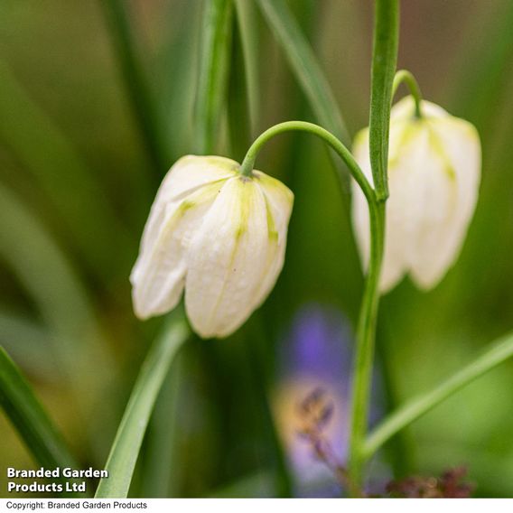 Fritillaria meleagris (Mixed)