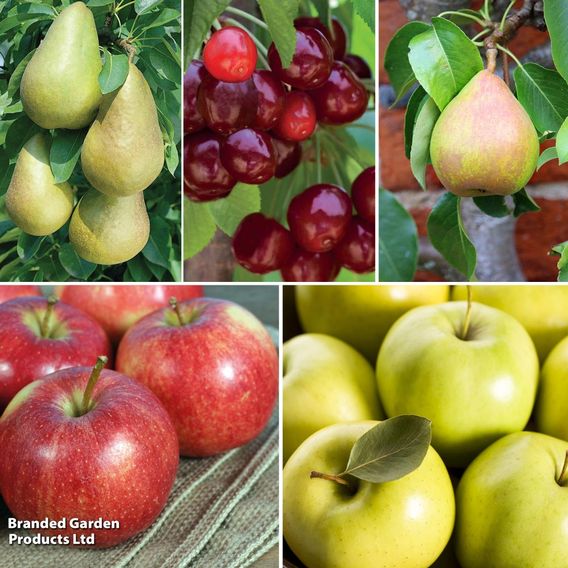 Fruit Tree Patio Orchard Collection