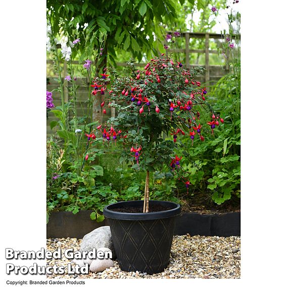 Fuchsia 'Angela' (Standard)