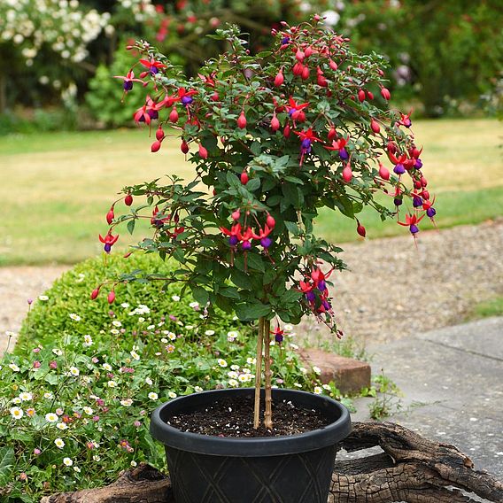 Fuchsia 'Angela' (Standard)