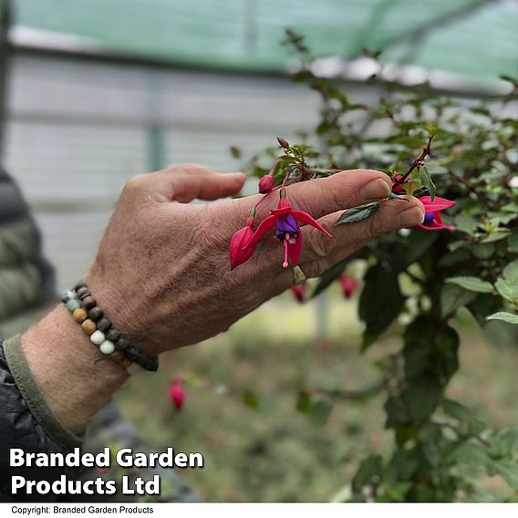 Fuchsia 'Angela' (Standard)