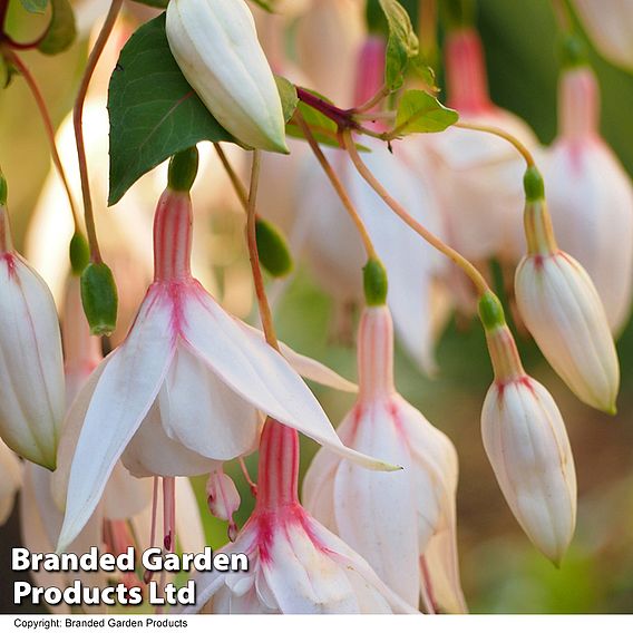 Fuchsia 'Annabel'