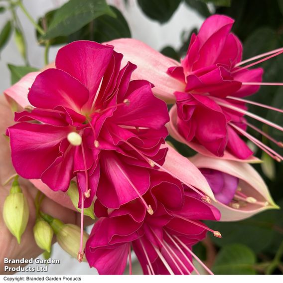 Fuchsia 'Giants Bella Rosella'
