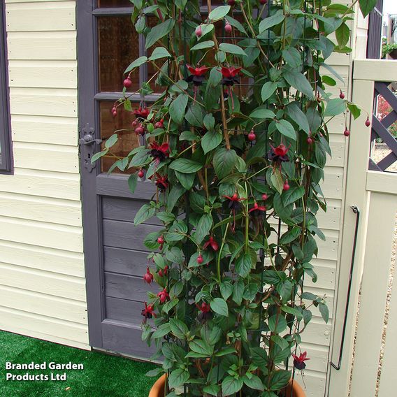 Fuchsia 'Blacky'