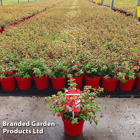 Fuchsia 'Chilli Red'