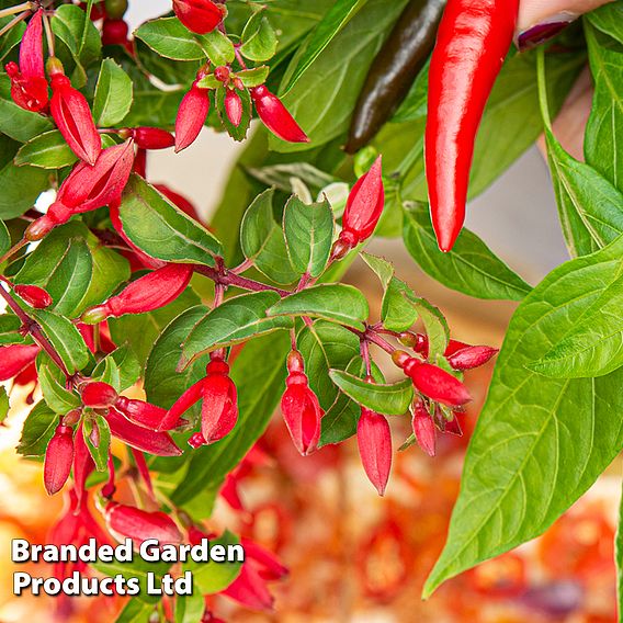 Fuchsia 'Chilli Red'