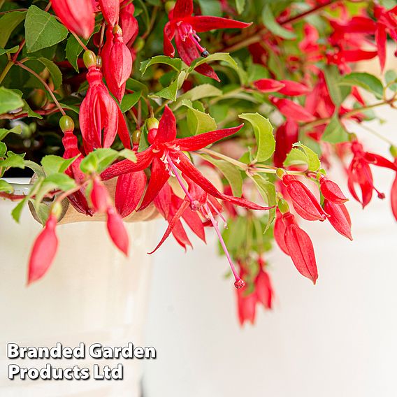 Fuchsia 'Chilli Red'