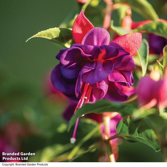 Fuchsia 'Patio Dancers Jive'