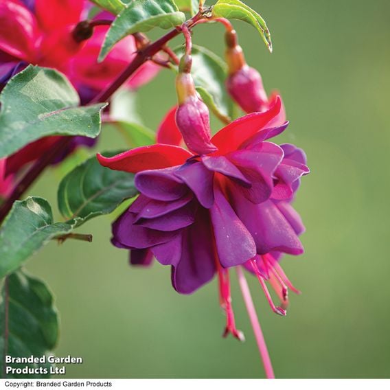 Fuchsia 'Patio Dancers Jive'