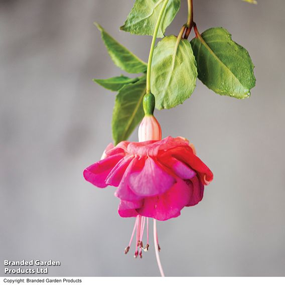 Fuchsia 'Patio Dancers Jive'
