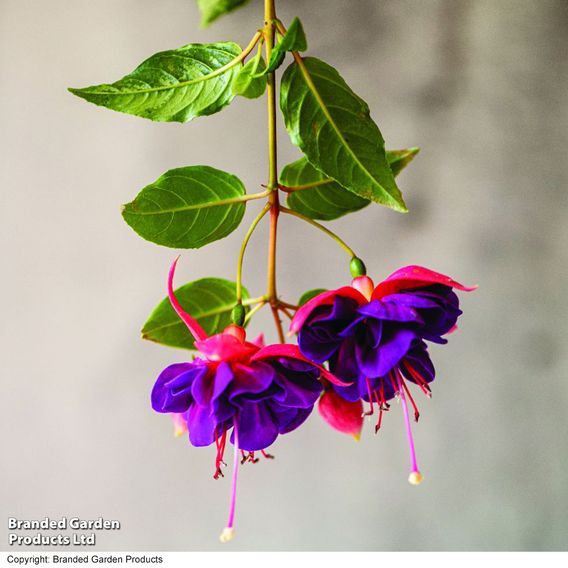 Fuchsia 'Patio Dancers Jive'