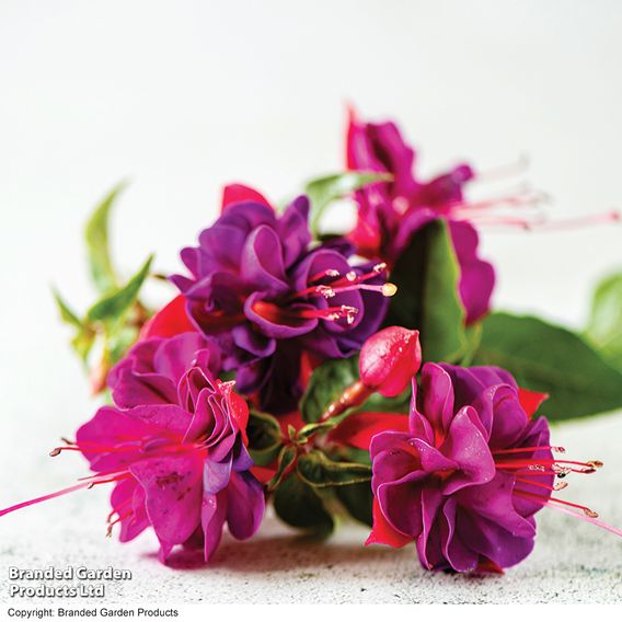 Fuchsia 'Patio Dancers Jive'
