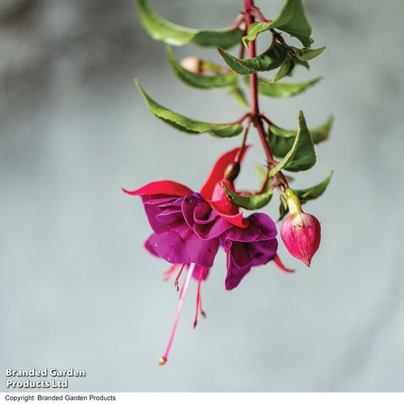 Fuchsia 'Patio Dancers Jive'