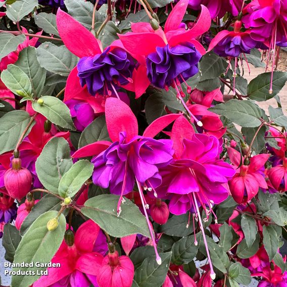 Fuchsia 'Patio Dancers Jive'