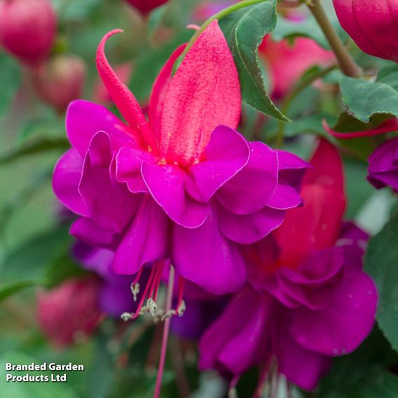 Fuchsia 'Patio Dancers Jive'