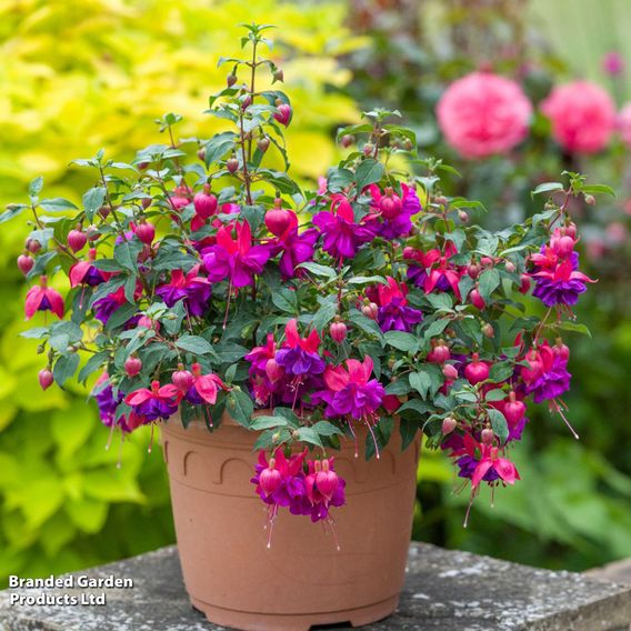 Fuchsia 'Patio Dancers Jive'