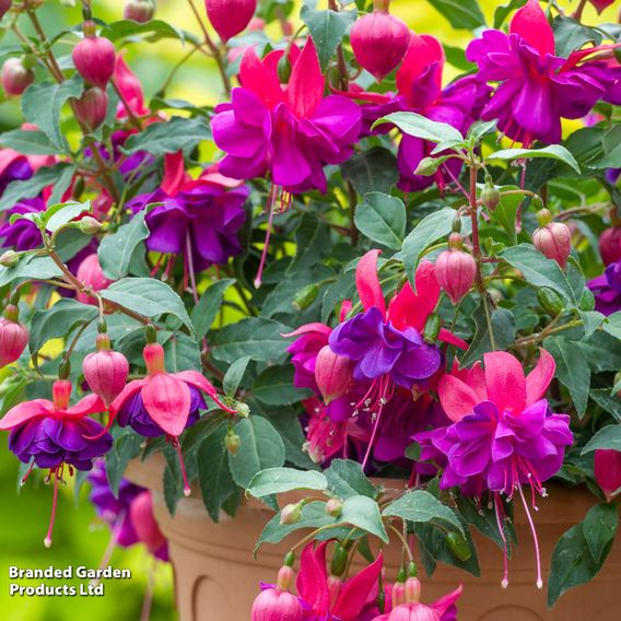 Fuchsia 'Patio Dancers Jive'