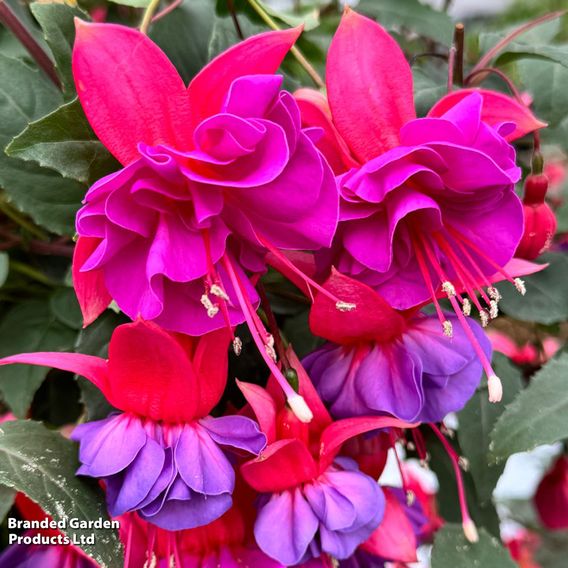 Fuchsia 'Patio Dancers Limbo'