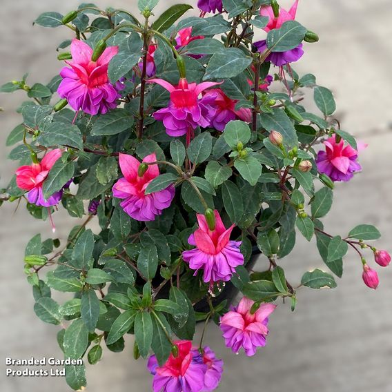 Fuchsia 'Patio Dancers Limbo'