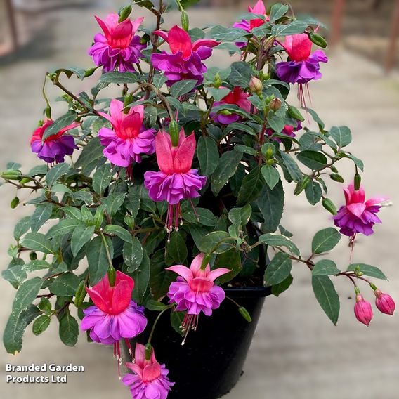 Fuchsia 'Patio Dancers Limbo'