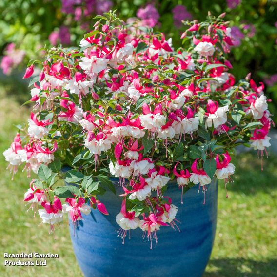 Fuchsia 'Patio Dancers Rumba'