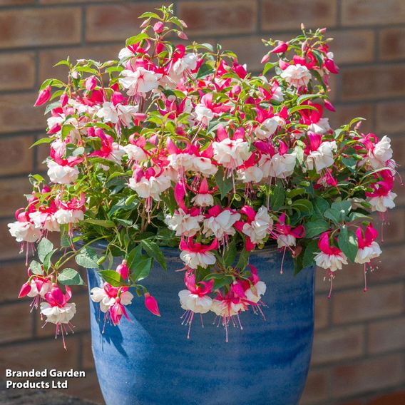 Fuchsia 'Patio Dancers Rumba'