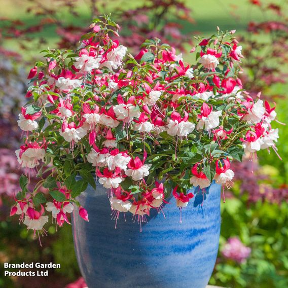 Fuchsia 'Patio Dancers Rumba'