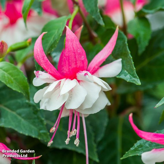 Fuchsia 'Patio Dancers Rumba'