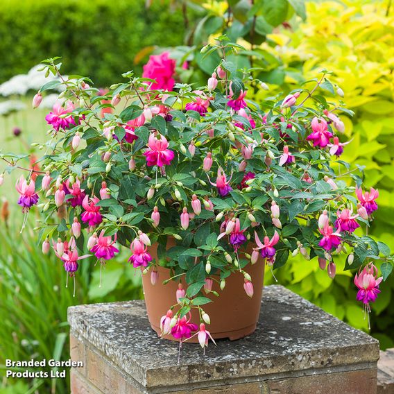 Fuchsia 'Patio Dancers Salsa'